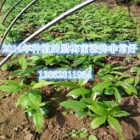 批發(fā)一年生臘梅苗江蘇臘梅小苗40公分高大量批發(fā)銷售