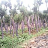 湖北地區(qū)大量供應(yīng)五角楓 櫻花 枸骨 種苗