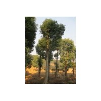 30公分香樟高度8米冠3米價(jià)格3500