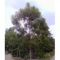 瀘州洪翔苗木場(chǎng)供應(yīng)藍(lán)花楹