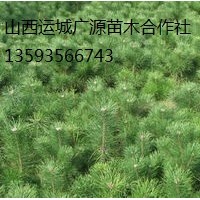 白皮松出售、50-80公分白皮松價(jià)格優(yōu)惠供應(yīng)