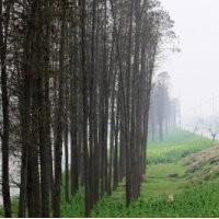 供應(yīng)水杉@水杉樹（10-30厘米米徑）水杉