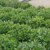 欒樹(shù)價(jià)格，楝樹(shù)價(jià)格，桂花價(jià)格