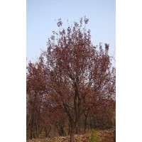 陜西西安紫葉李 國(guó)槐 櫻花 銀杏