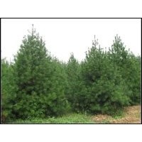 哪里有1-5白皮松？中信苗木合作社