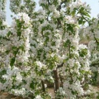 綠化苗木出售海棠樹,杏樹,松樹