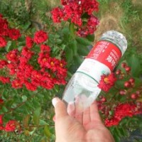 紅火箭/紅火球紫薇小苗——2013年最具投資價(jià)值綠化小苗