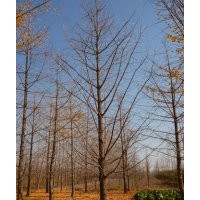 供應(yīng)銀杏大樹，精品銀杏苗木