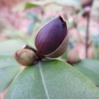 【墨紫含笑 黑桿】 紫色花 陽臺花卉盆栽 鮮花園藝 綠植花盆杯苗