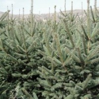 供應(yīng)大量專業(yè)供應(yīng)甘肅云杉30萬株