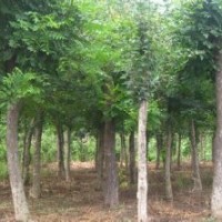 大國槐/原生國槐/速生國槐/國槐價格