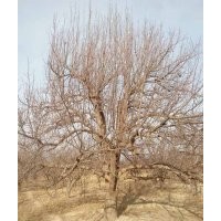 金玉苗木常年出售八棱海棠樹