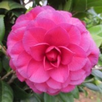 【青葉貝拉】茶花 陽臺庭院花卉 鮮花盆栽 綠植園藝 客廳書房植物