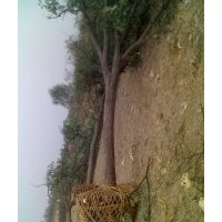 20公分國槐 20公分國槐價格 20公分國槐基地