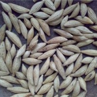 低價(jià)供應(yīng)桂花種子，丹桂種子，金桂種子，櫻花種子