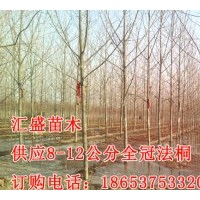 最新法桐價(jià)格速生法桐6,7,8,9,10公分濟(jì)寧匯盛苗木基地
