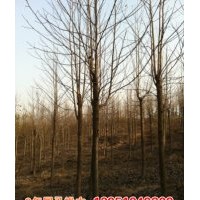 12公分2年冒馬褂木