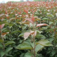 膠南大場苗木供應(yīng)海棠苗木