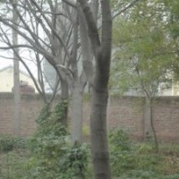 山東宏達合歡樹基地2014合歡樹價格更新合歡樹價格