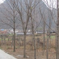 大量供應(yīng)各種規(guī)格七葉樹