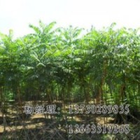 火炬樹廠家，河北火炬樹低價促銷