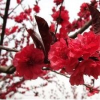 跳摟價出售碧桃紅葉碧桃供應碧桃基地