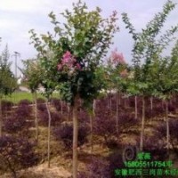 重慶珍稀類苗木紫荊線竹木井臘梅春羽重楊木墻薇灑金珊瑚苗場直銷