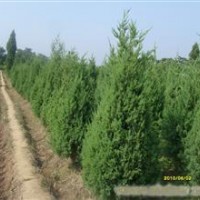 100公分刺柏|刺柏價格