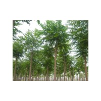 山東毛白楊什么價(jià)格,冠縣毛白楊批發(fā)基地,毛白楊哪里的便宜？