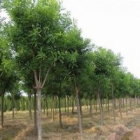 15公分國槐價格 15公分國槐多少錢