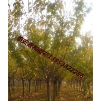 山東泰安櫻花苗