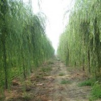 河北的垂柳什么價(jià)@@@河北垂柳基地