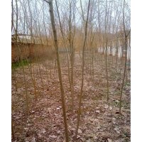 急售1-3cm黃柳共計5萬棵