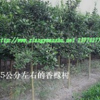 香櫞樹 香櫞樹價格優(yōu)惠批量供應(yīng)