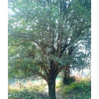 底價(jià)直徑48公分 1米6開支 大桂花、大紫薇、馬靈光、銀杏