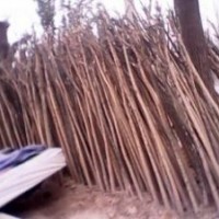 供應(yīng)3公分國(guó)槐