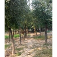 國槐，山東國槐