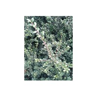 5--100公分龜甲冬青工程苗銷售