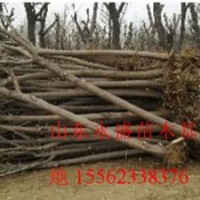 國(guó)槐最新價(jià)格