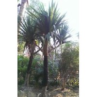 雞蛋花，蘇鐵，香樟，虎刺梅，小葉紫薇，海棗，福木，風(fēng)鈴木，高