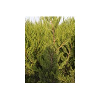 40--200公分高龍柏銷售