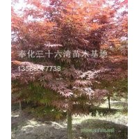 各個規(guī)格紅楓