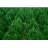 供應(yīng)山西側(cè)柏，油松，白皮松，華山松，柳樹