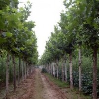 法桐之鄉(xiāng)，法桐最新價(jià)格，法桐求購(gòu)信息，哪里法桐多