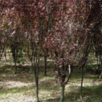 紫葉李的供應(yīng)價(jià)格