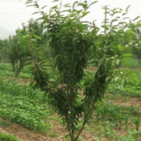 本人有大量櫻桃樹苗，桃樹苗，核桃樹苗等各種果樹苗木及占地苗木