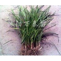 供應(yīng)蔥蘭、韭蘭、四季青、馬尼拉、高羊茅、三葉草