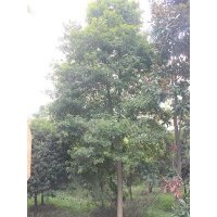 供應(yīng)楨楠供應(yīng)楨楠 成都楨楠 四川楨楠價(jià)格