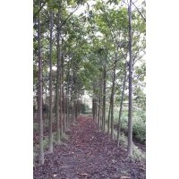 大量供應(yīng)秋楓3-10