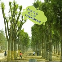 12公分法桐價(jià)格山東濟(jì)寧法桐價(jià)格2013年速生法桐價(jià)格